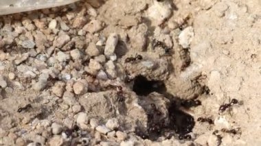 Karınca yuvasına yiyecek taşıyan bir grup karınca yakından görülüyor.