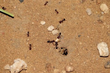 Karıncaların buğday tanelerini alıp karınca yuvasına ya da karınca yuvasına götürürken çekilmiş yakın plan fotoğrafı.
