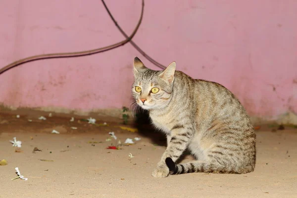 Cerca Foto Gato Mascota Sentado Patio Casa Mirando Hacia Otro — Foto de Stock