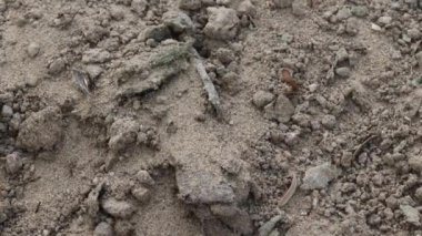 Karıncalar yumurtalarını bir yerden diğerine aktarırlar.