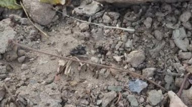 Karıncalar bir yerden diğerine ısı sağlamak için yumurta taşırlar.