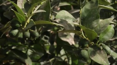 Limon dalında büyüyen taze yeşil limonların yakın çekimi