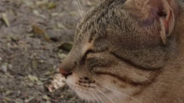 Kedilerin oturduğu ve gözleri açık kameraya baktığı yakın plan.
