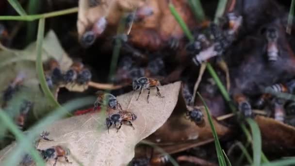 Nahaufnahme Von Bienen Die Wasser Trinken — Stockvideo