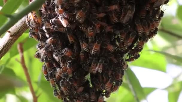 Zbliżenie Rój Pszczół Spoczywających Ulu Wiszącym Gałęzi Drzewa — Wideo stockowe