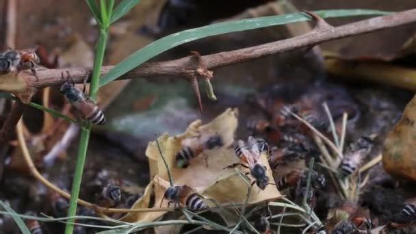 Gros Plan Sur Les Abeilles Qui Volent Après Eau Potable — Video