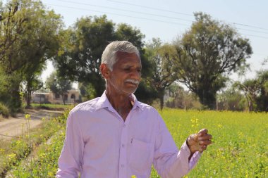 Hardal tarlasında dikilmiş hardal mahsulünü izleyen Hintli kıdemli bir çiftçinin yakın çekimi.