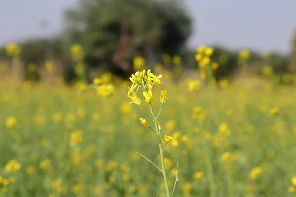 Zavřít Pozadí Žluté Hořčice Květiny Kvetoucím Hořčičném Poli — Stock fotografie