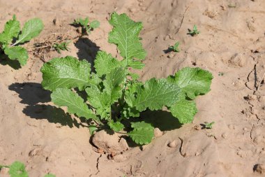 Küçük hardal yeşilinin yakın çekimi tarlada sağlıklı yetişir.