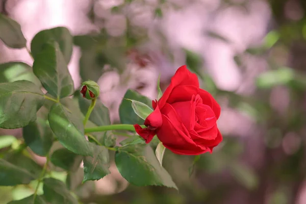 Vista Lateral Cerca Flor Roja Que Florece Planta Rosa Jardín — Foto de Stock