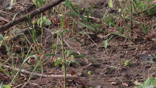 Närbild Grupp Myror Vandrar Morgonen Vilda Växter Som Står Skogen — Stockvideo