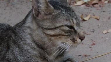 Evcil bir kedinin kameraya bakıp konuşmasının yakın çekimi.