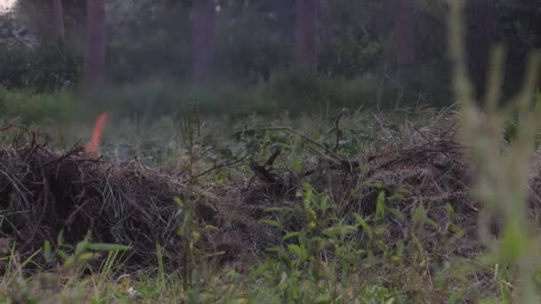 Close Van Vlammen Rook Uit Het Vuilnis Gras Het Veld — Stockvideo