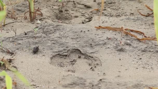 Close Group Ants Wandering Search Food Morning — Stock Video