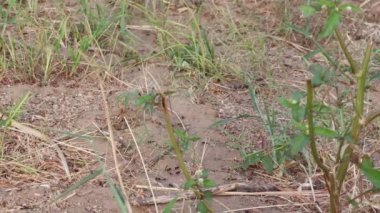 Karıncaların karınca yollarında veya karınca yollarında taşımacılığı için yakın çekim