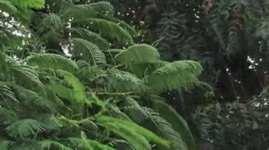 Yağmurlu günlerde, yağmur damlaları ağaçların yeşil yapraklarının üzerine düştü ve kuvvetli rüzgarlı sağanak yağış vardı..