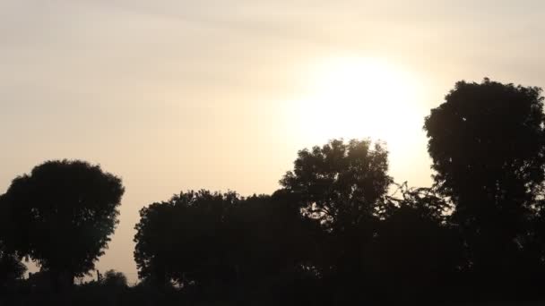 夕阳西下的落日余晖从轮廓森林树后面望去 — 图库视频影像