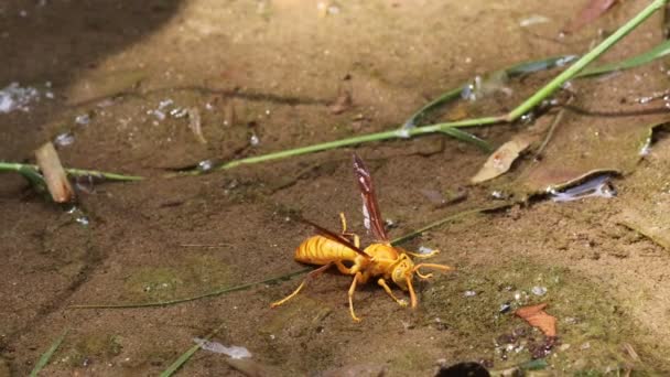 Close Yellow Wasp Fly Drinking Water Flying — Stok Video