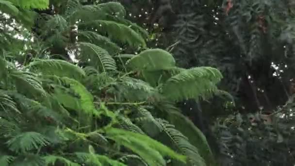 Yağmurlu Günlerde Yağmur Damlaları Ağaçların Yeşil Yapraklarının Üzerine Düştü Kuvvetli — Stok video