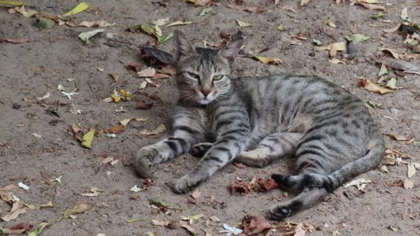 Close Full Body Tabby Cat Lying Garden Its Eyes Closed — Stok Video