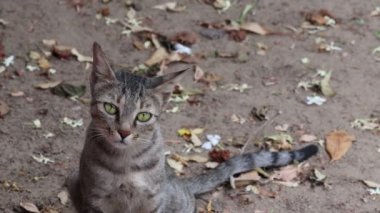 Evcil bir tekir kedinin yere oturup konsantrasyonuyla ön tarafa baktığı yakın plan.