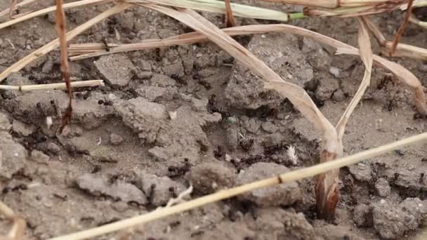 大量蚂蚁将种子和叶子作为食物转移的特写 蚂蚁习性 蚂蚁群 蚂蚁群和自然界中的蚂蚁 — 图库视频影像