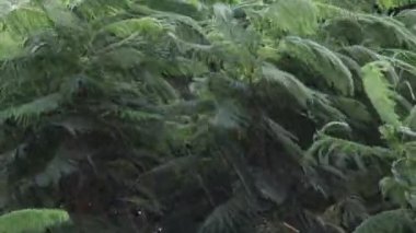 Ağaçların dalları ve yaprakları kasırgadan gelen güçlü rüzgarla ve muson mevsiminde düşen yağmurun suyuyla hareket ediyor.