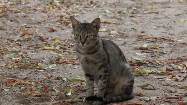 Close Full Body Pet Tabby Cat Sitting Ground Looking Camera — Stock Video