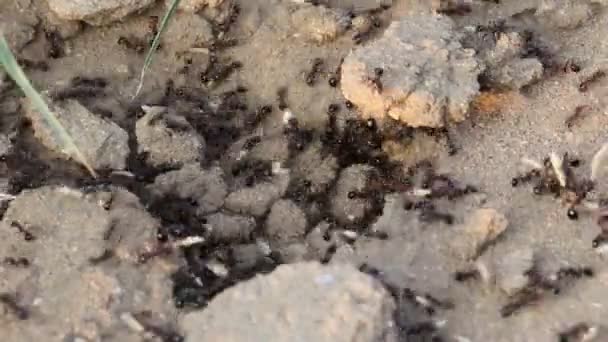 Detailní Záběr Velké Skupiny Mravenců Nesoucích Travní Semena Listy Uvnitř — Stock video