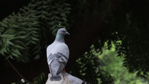 Nahaufnahme Eines Taubenvogels Der Freien Sitzt Und Die Kamera Blickt — Stockvideo