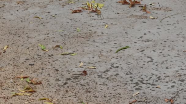 Primer Plano Del Agua Lluvia Cayendo Tierra Seca Estéril Durante — Vídeos de Stock