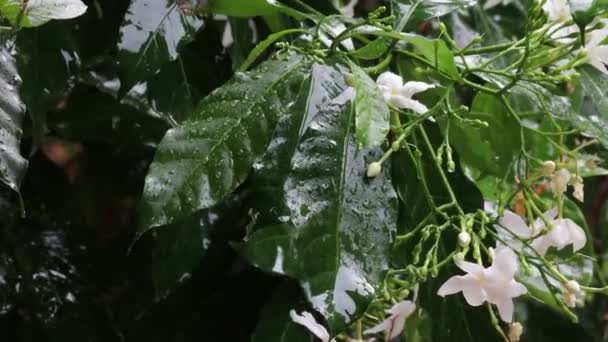 Close Chuva Forte Chovendo Sobre Flores Brancas Verdes Folhas Frescas — Vídeo de Stock