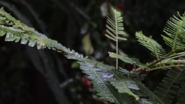 Primer Plano Fuerte Lluvia Lloviendo Sobre Hojas Frescas Grosella Verde — Vídeos de Stock