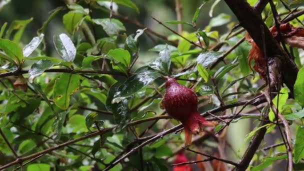 Close Small Fruit Flower Fresh Organic Red Pomegranate Grow Falling — Stock Video