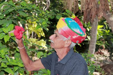 Hindistan 'da yaşayan yaşlı bir çiftçinin yakından görünüşü bahçede çiçek açan kırmızı bir amber çiçeği gördüğüne seviniyor. Hint kültürüne göre kafasında renkli bir türban var.
