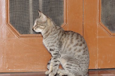 Evin bahçesindeki ayakta duran kapının yanında oturan evcil bir tekir kedinin yakın görüntüsü.