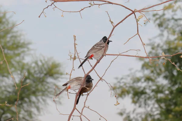 Foto Primer Plano Par Pájaros Bulbul Sentados Una Rama Por —  Fotos de Stock