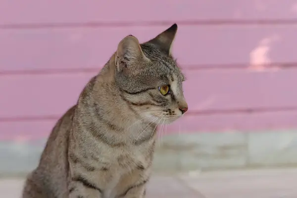 Close Photo Pet Tabby Cat Sitting Nearby Standing Wall Yard — Stok Foto