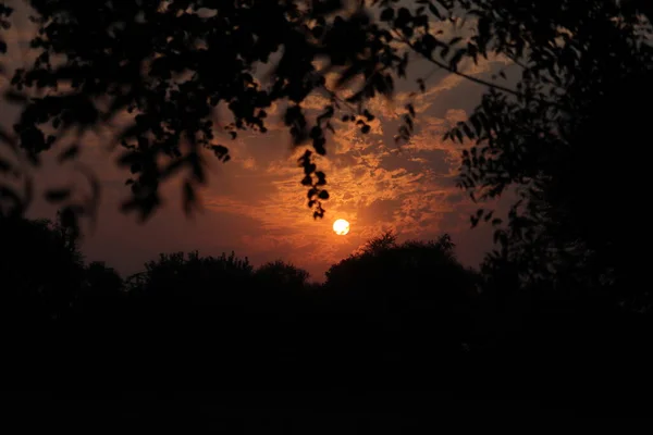 Akşamları Gün Batımının Güzel Manzarası Gökyüzüne Dağılmış Siluet Vahşi Ağaçlar — Stok fotoğraf