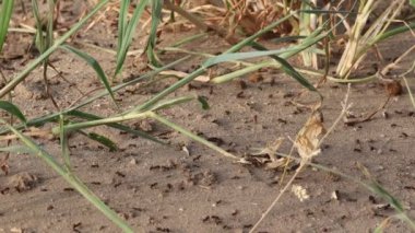 Büyük bir grup karınca yiyecek olarak ot ve tohum getiriyor.