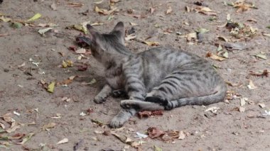 Bahçede oturan evcil bir tekir kedinin yakın çekimi rüzgarın esintisine ve uçuşan yaprakların sesine karşı alarma geçti.