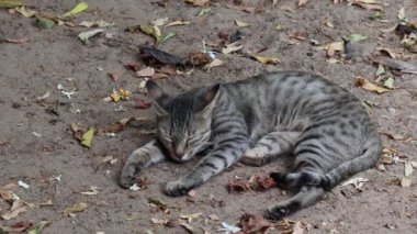 Evcil bir tekir kedinin yerde yatıp uyuduğu yakın plan.