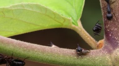 Siyah karıncaların ağaç dalında birbirleriyle iletişim kurdukları makro görüntüler. Büyük siyah karıncaların birbirleriyle konuştuğu yakın çekim. siyah büyük karınca böceği