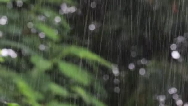 Bahçedeki Bulanık Yeşil Arkaplanda Yeşil Yaprağın Güzel Yakın Plan Doğa — Stok video
