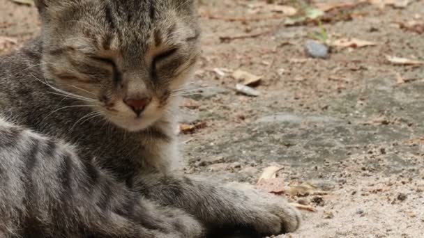 Kedi Kamerayı Gördüğüne Şaşırdı Kedi Kameraya Şaşkın Bir Yüzle Bakarken — Stok video