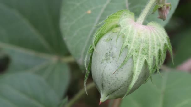 Färsk Ekologisk Grön Bomullsfrukt Eller Bomullsfruktboll Som Växer Bomullsplantan Bomullsodlingsområdet — Stockvideo