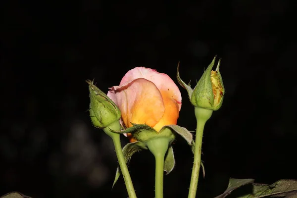 Närbild Ekologisk Hybrid Vit Apelsin Blomma Blommande Ros Trädgård — Stockfoto