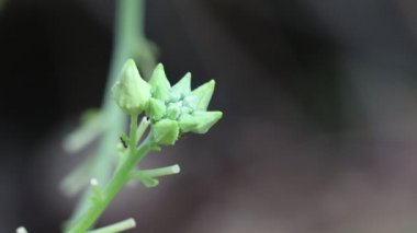 Taze organik hibrit luffa üzümü, luffa sarmaşığı tarımı, tarlada yetişen luffa sebzesi