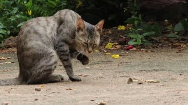 Evcil bir tekir kedinin yere oturup dilinin yardımıyla ayak parmaklarını ve tırnaklarını temizlemesi dilinin yardımıyla ayak parmaklarını temizleyen bir tekir kedi, tekir kedi bakımı. 