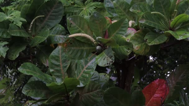 Nahaufnahme von Monsun-Regenschauern auf Mandelbäumen und Mandeln und Blumen blühen auf Mandelbäumen im Regen
